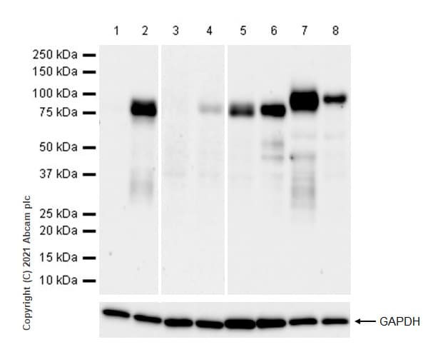 Anti-MMP9 antibody [RM1020](AB283575)