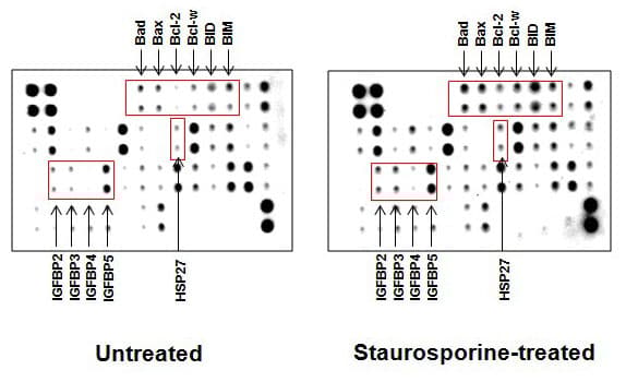 Human Apoptosis Antibody Array - Membrane (43 Targets)(AB134001)