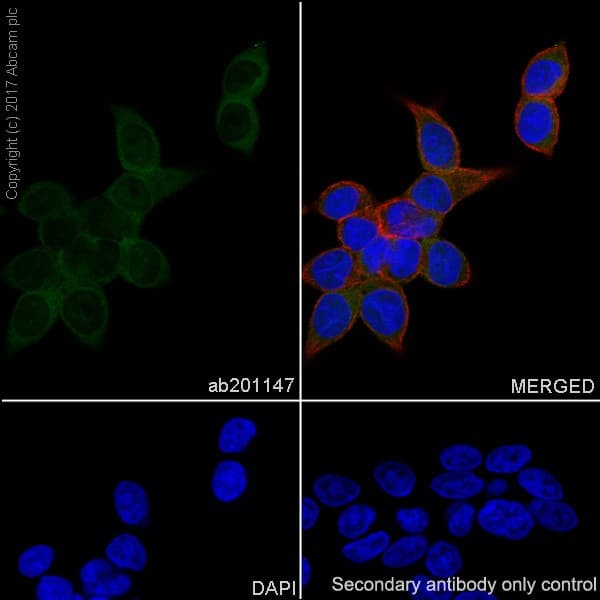 Park7 Dj1 Antibody Epr19466 105 Ab201147  Immunocytochemistry Immunofluorescence Img40735