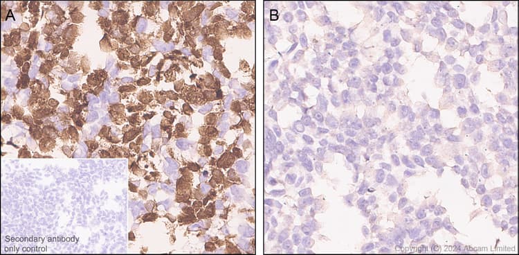 Anti-groEL antibody [EPR28718-8] - BSA and Azide free(AB318971)