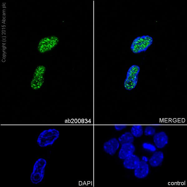 Anti-Oct4 antibody [EPR17980](AB200834)
