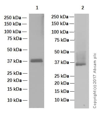 Anti-Cyclin D1 antibody [EPR2241] - C-terminal(AB134175)