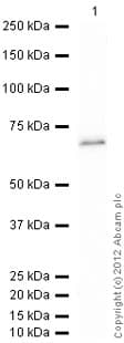 Ab114169  Western Blot Img31727