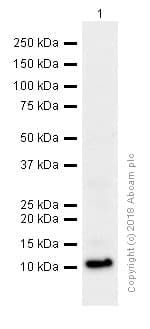 Anti-BANF1/BAF antibody [EPR7668](AB129184)
