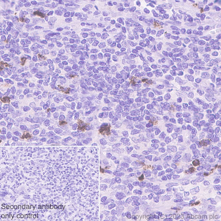 Goat Anti-Rabbit IgG H&L (HRP polymer)(AB214880)