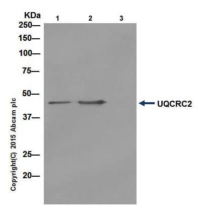 Anti-UQCRC2 antibody [EPR13051](AB203832)