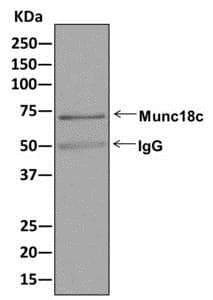 Munc18c Antibody Epr12447 Ab175238  Immunoprecipitation Img74343