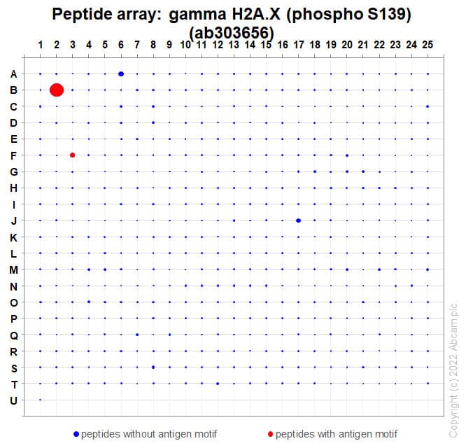 Anti-gamma H2A.X (phospho S139) antibody [N1-431](ab303656)