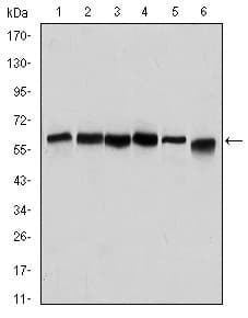 Anti-Beclin 1 antibody [2A4](AB114071)