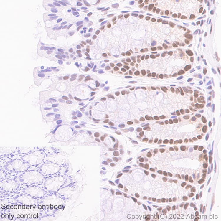 Anti-PUS7 antibody [EPR25172-31] - BSA and Azide free(AB289865)