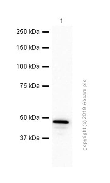 Caspase 5 Antibody Ep876y Bsa And Azide Free Ab247301  Western Blot Img30574