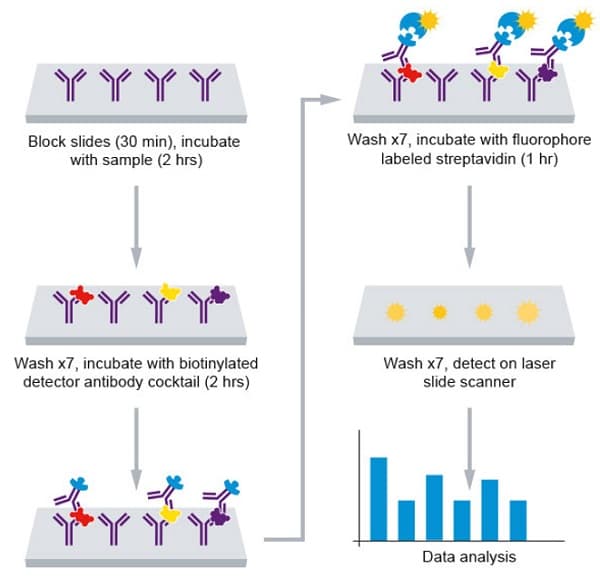 Human Cytokine Antibody Array (200 Targets) - Quantitative(AB197428)