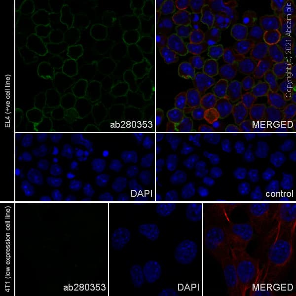 Anti-IFNGR1 antibody [EPR24127-89](AB280353)