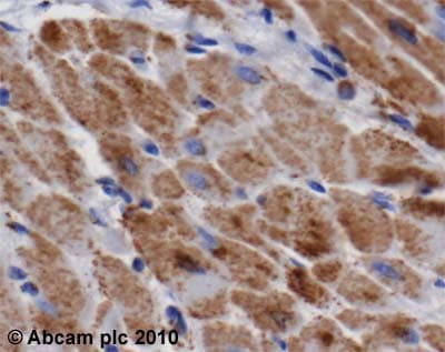 Anti-ATP5A antibody [15H4C4] - Mitochondrial Marker(AB14748)