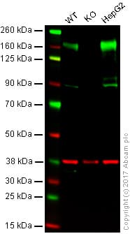Anti-P Glycoprotein antibody [EPR10364-57](AB170904)