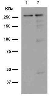 Gbf1 Antibody Epr14889 C Terminal Ab189512  Western Blot Img89367