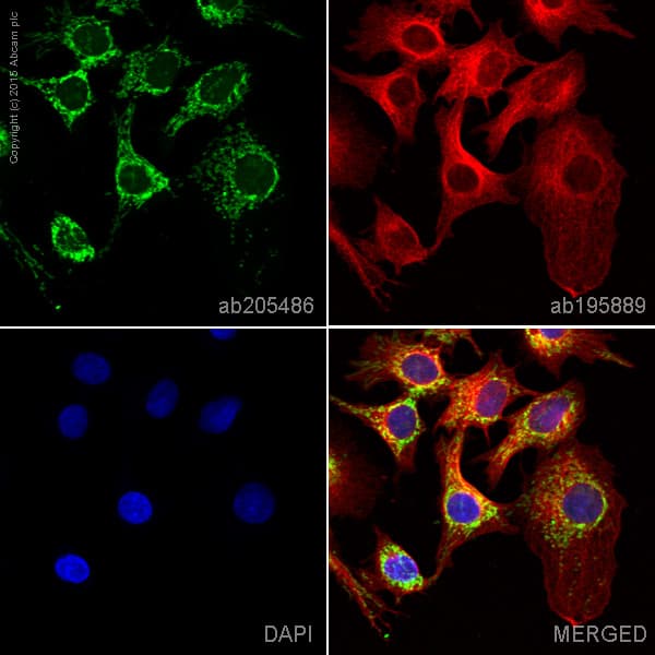 Alexa Fluor® 488 Anti-TOMM20 antibody [EPR15581-39] - Mitochondrial Marker(AB205486)