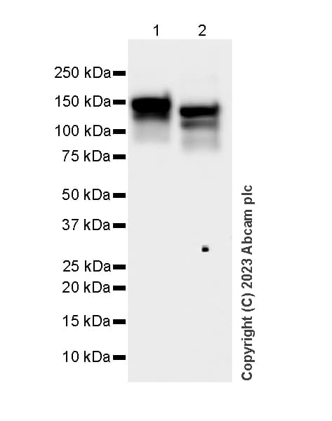 Ceruloplasmin Antibody Epr28432 1 Bsa And Azide Free Ab314669  Western Blot Img421778