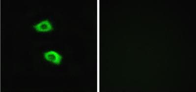 Or51b5 Antibody Ab129965  Immunocytochemistry Immunofluorescence Img39334