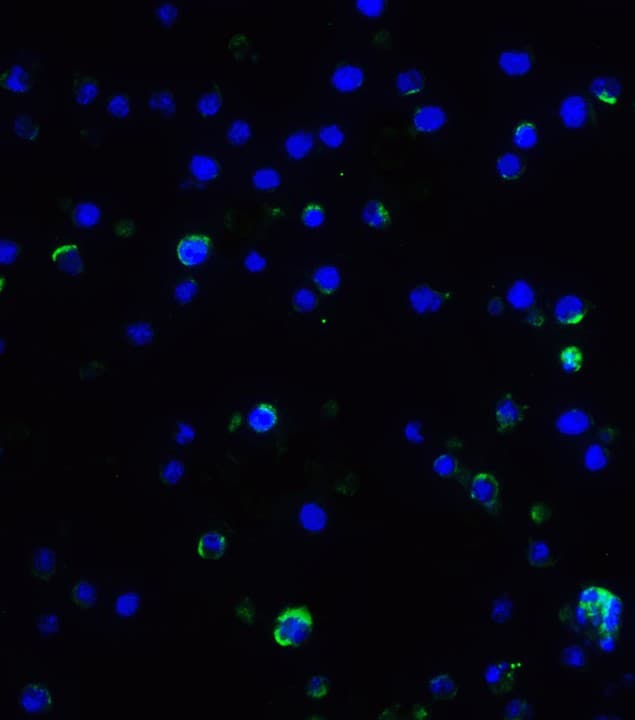 Anti-IL-17A antibody(ab79056)