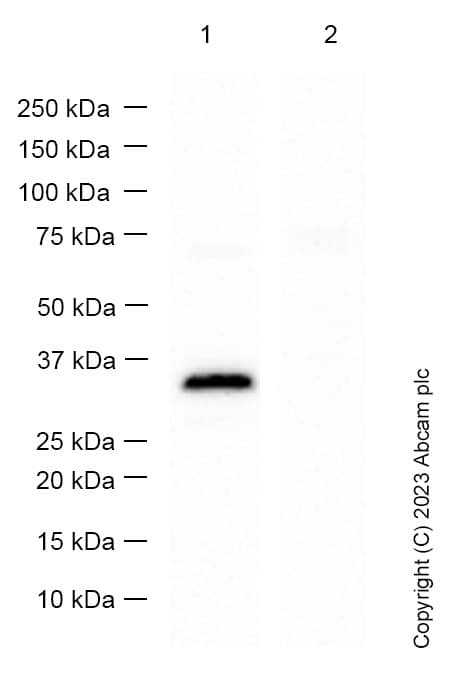 Anti-Collagen II antibody [EPR12268] - BSA and Azide free(ab239007)