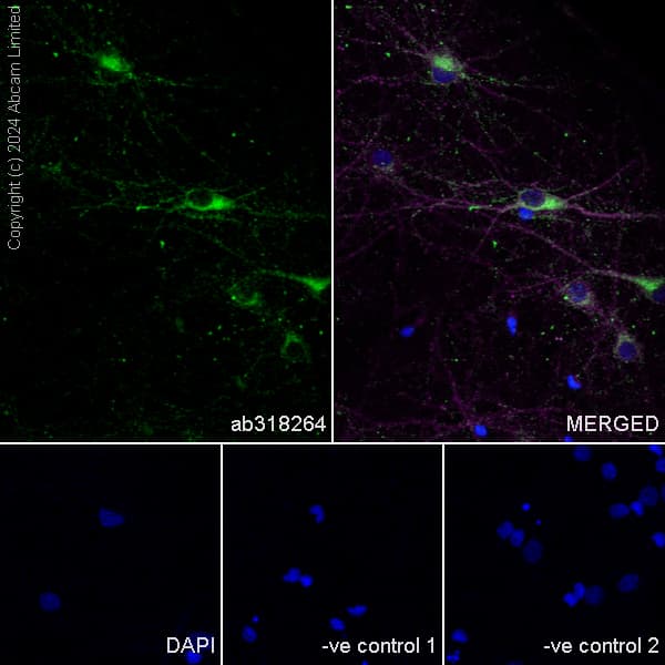 Anti-Nogo A + Nogo D antibody [EPR26286-15] - BSA and Azide free(AB318265)