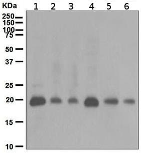 Anti-p21 antibody [EPR362](AB109520)