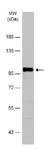 Anti-Dynamin 2 antibody(AB227192)