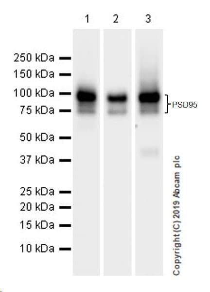 Anti-PSD95 antibody [EPR23124-118] - Synaptic Marker(AB238135)