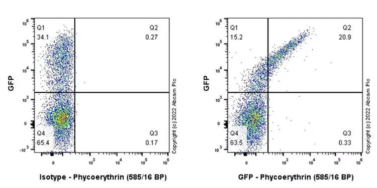 PE Rabbit IgG, monoclonal [EPR25A] - Isotype Control(AB209478)