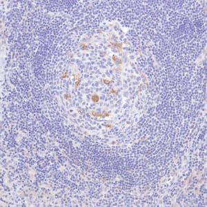 Gpnmb Antibody Sp299 Bsa And Azide Free Ab272016  Immunohistochemistry Formalin Pfa Fixed Paraffin Embedded Sections Img138213