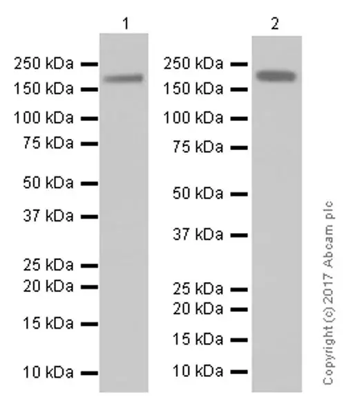 Anti-CCR7 antibody [4B12](ab52602)