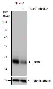 Anti-SOX2 antibody(AB137385)