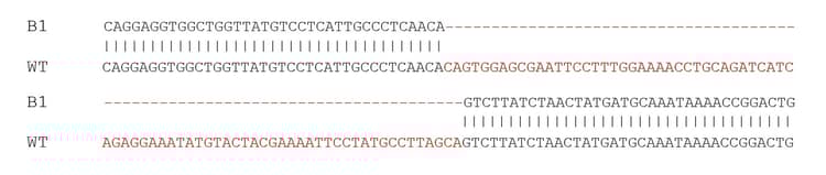 Human EGFR knockout HCT116 cell line(AB281597)