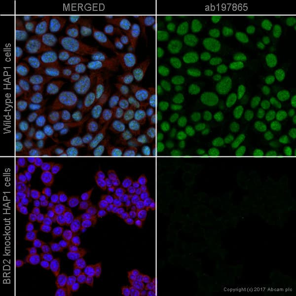 Alexa Fluor 488 Brd2 Antibody Epr7642 Ab197865  Immunocytochemistry Immunofluorescence Img108005