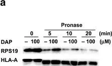 Anti-HLA A antibody [EP1395Y](AB52922)