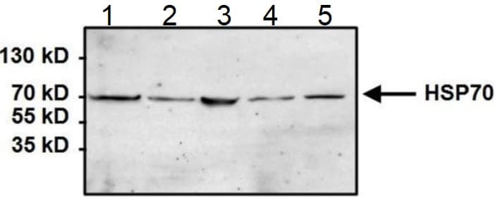 Anti-Hsp70 antibody [5A5](AB2787)