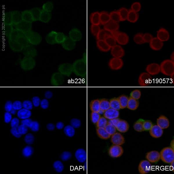 FITC Anti-CD90 / Thy1 antibody [MRC OX-7](AB226)