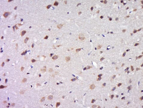 Dpagt1 Gpt Antibody Ab214179  Immunohistochemistry Formalin Pfa Fixed Paraffin Embedded Sections Img102749