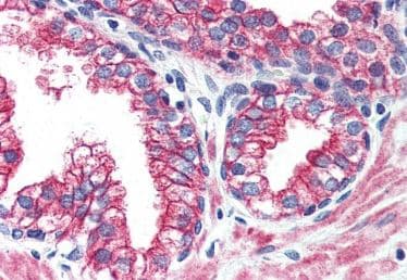 Anti-ErbB2 / HER2 antibody - N-terminal(AB219062)