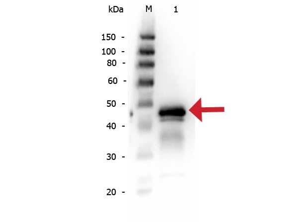 Anti-Ovalbumin antibody(AB181688)