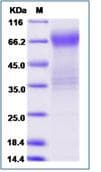 Recombinant Human Allergin 1 protein (Fc Chimera)(ab276719)