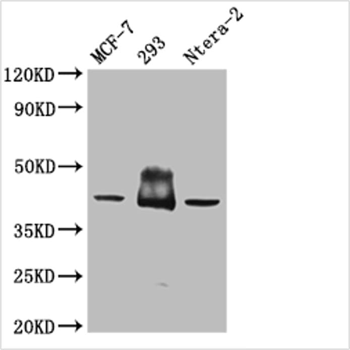 S1pr2 Antibody Ab235919  Western Blot Img172799