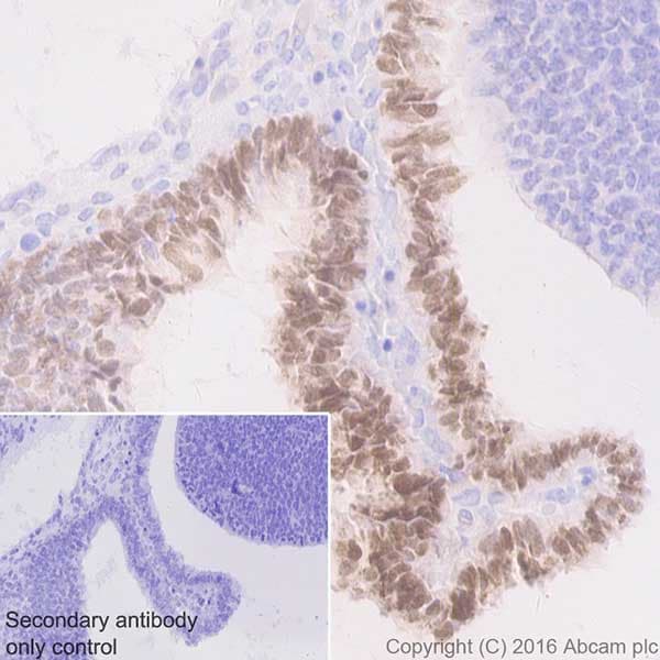 Anti-Otx2 antibody [EPR20375](AB183951)