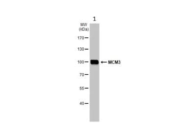 Anti-MCM3 antibody(AB272877)