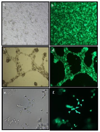 Angiogenesis Assay Kit (In Vitro)(AB204726)