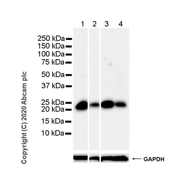 Anti-MGMT antibody [MT3.1](AB39253)