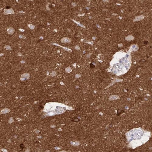 Anti-EPB41L1 antibody(AB244499)