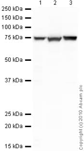 Goat Rabbit Igg H L Hrp Preadsorbed Ab97080  Western Blot Img93095