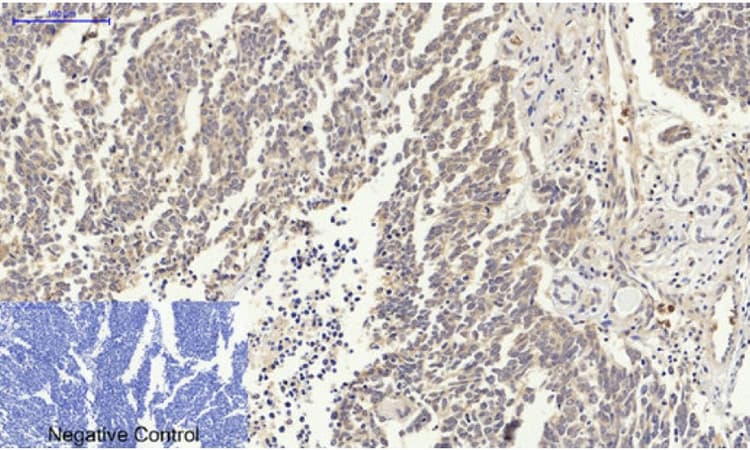 Anti-p53 antibody(AB131442)